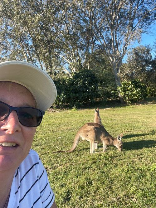 Kangaroos on the Gold Coast